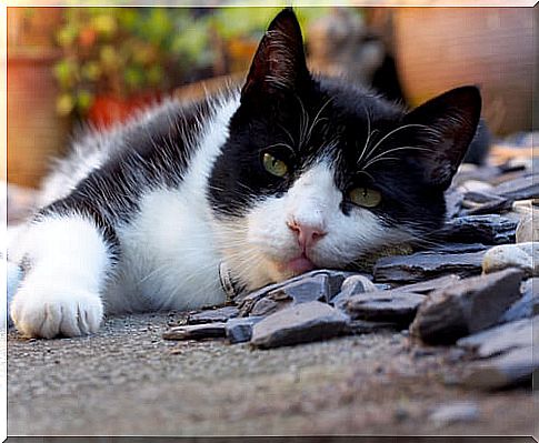 cat lying down