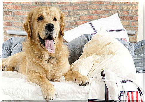 10 tips so that your dog does not transmit diseases