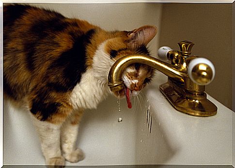 10 typically feline behaviors