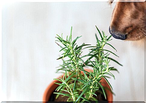 Dog smelling rosemary