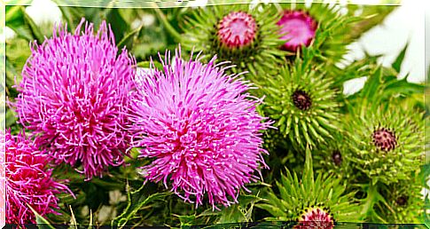 Milk thistle (Silybum marianum)