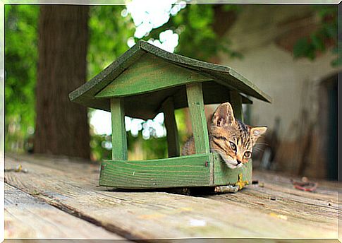 4 tips to build a house for cats