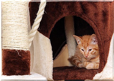 Homemade cat house