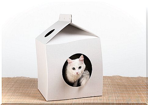 Cardboard cat house