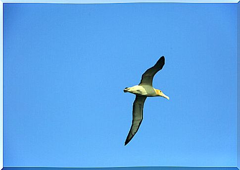 Short-tailed albatross