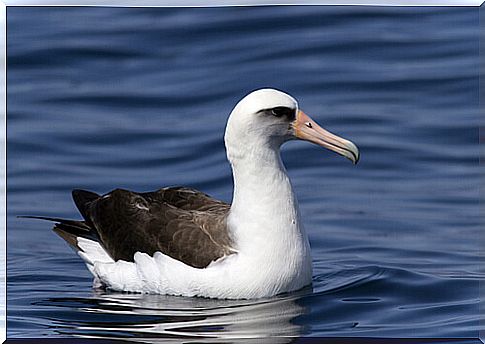 Albatros Laysan