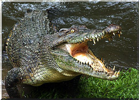 Dangerous crocodile species