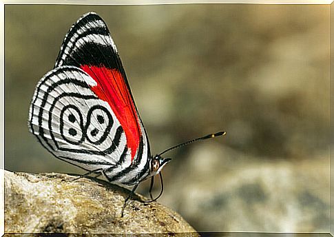 Butterfly 88: habitat