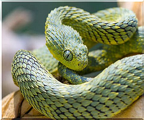 Atheris hispida: snake