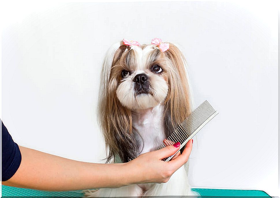 5 best brushes to comb your pet