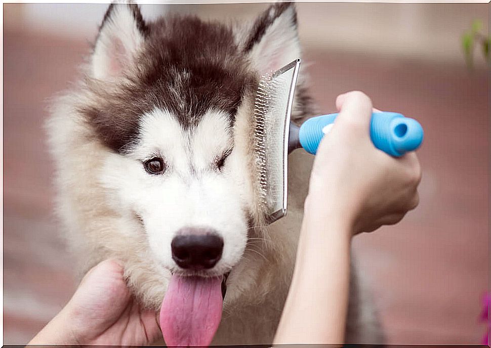 Brushing your dog.