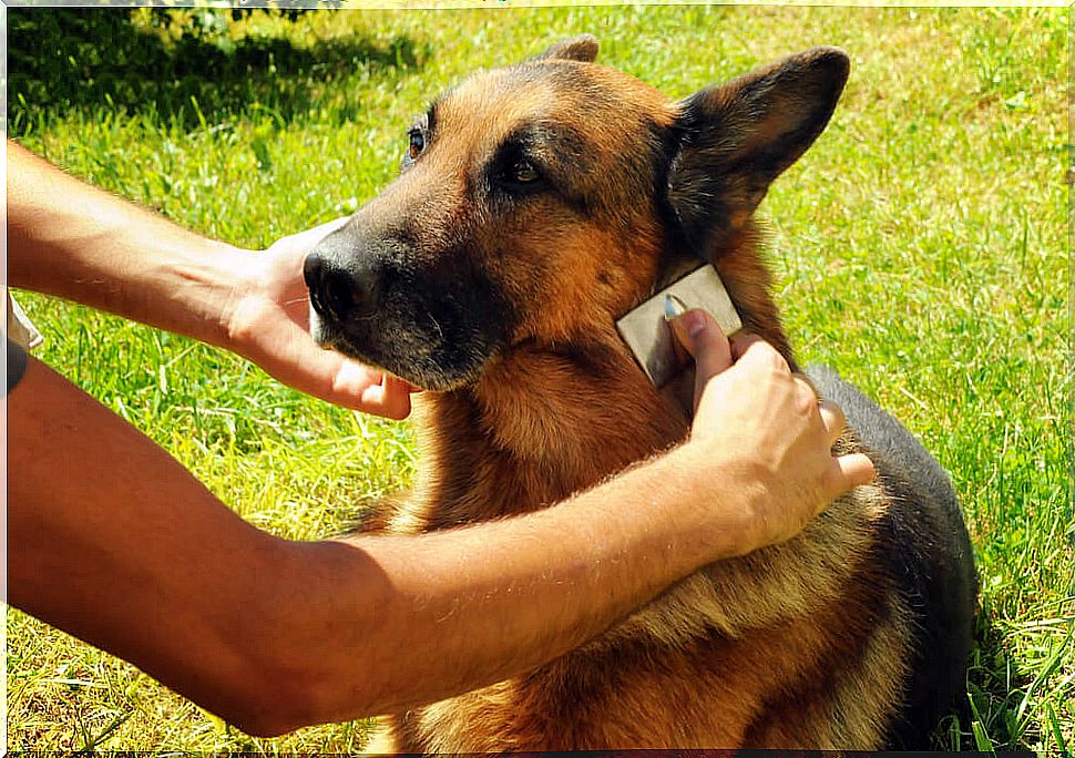 Comb a German Shepherd.