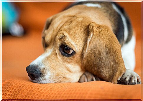 Canine coronavirus: symptoms