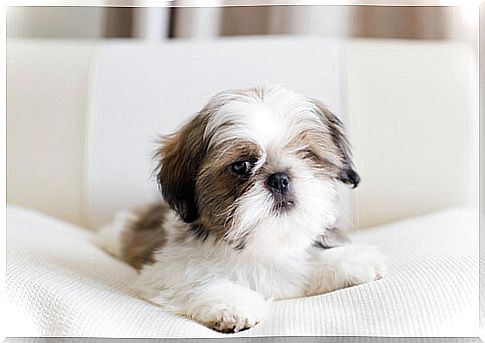 Shih Tzu