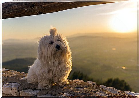 Maltese Bichon in a sunset