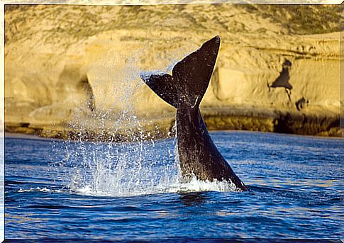 Peninsula Valdés Integral Wildlife Reserve (Argentina)