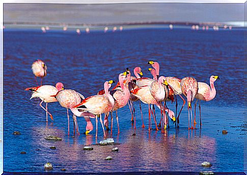 Eduardo Avaroa Andean Wildlife National Reserve (Bolivia)