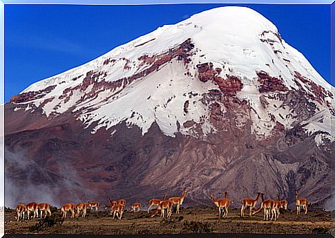 Chimborazo Wildlife Production Reserve (Ecuador) 