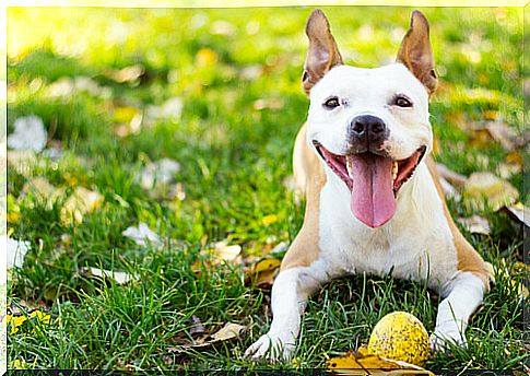 5 tips to keep your dog healthy and happy