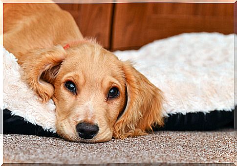 5 Useful Tips to Fight Diarrhea in Dogs 