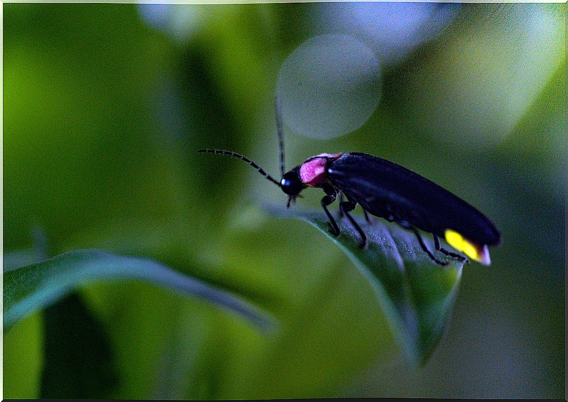 Fireflies are animals that glow.