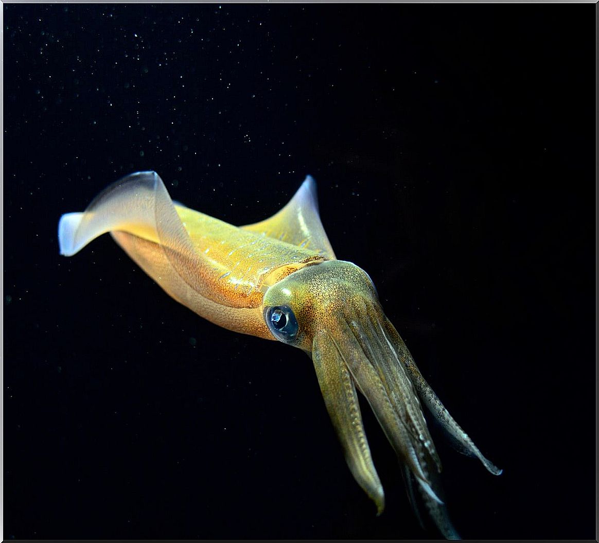 A firefly squid.