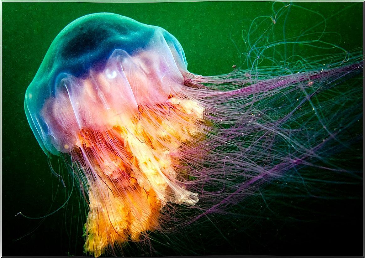 One of the most poisonous jellyfish in the world.