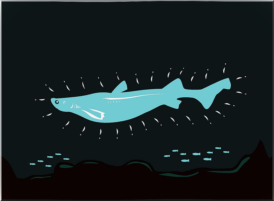 A drawing of a luminous shark.