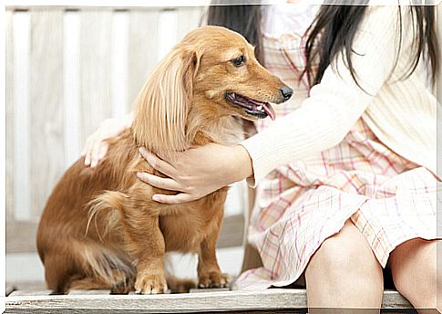 6 things you should know before petting your dog