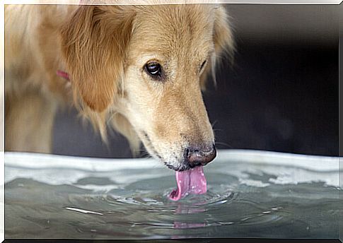 Dogs don't drink water, they bite it