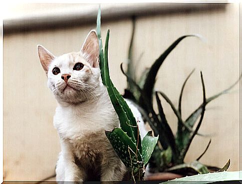 Aloe vera is one of the common substances that can affect your cat