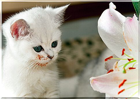 The lily is one of the most poisonous plants for cats