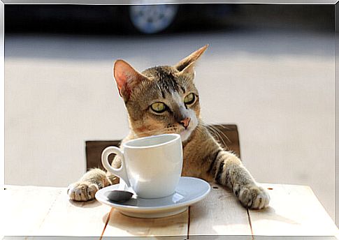 Coffee is one of the common substances that can affect your cat