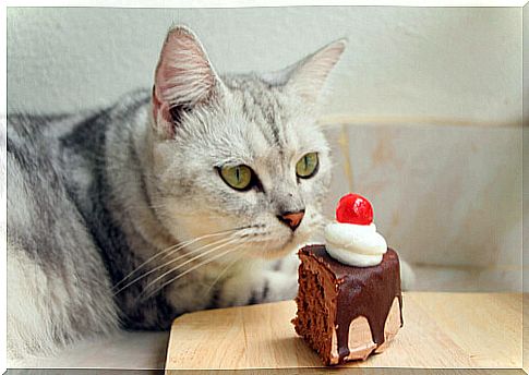 Chocolate is one of the common substances that can affect your cat