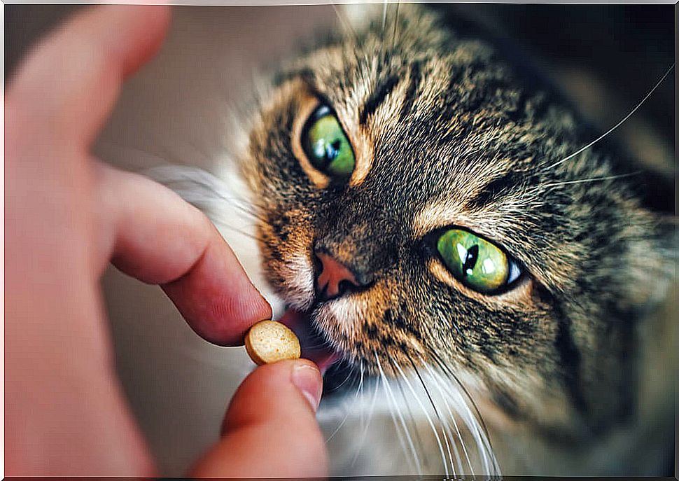 Give your cat pills.