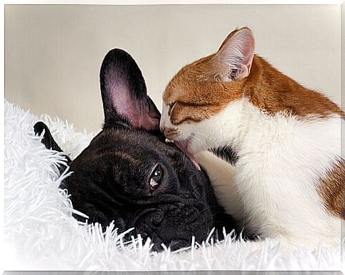 Cat licks a dog