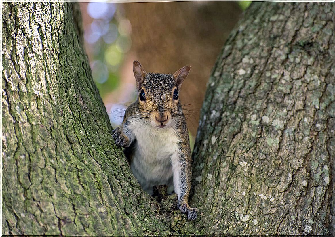 7 curiosities of squirrels