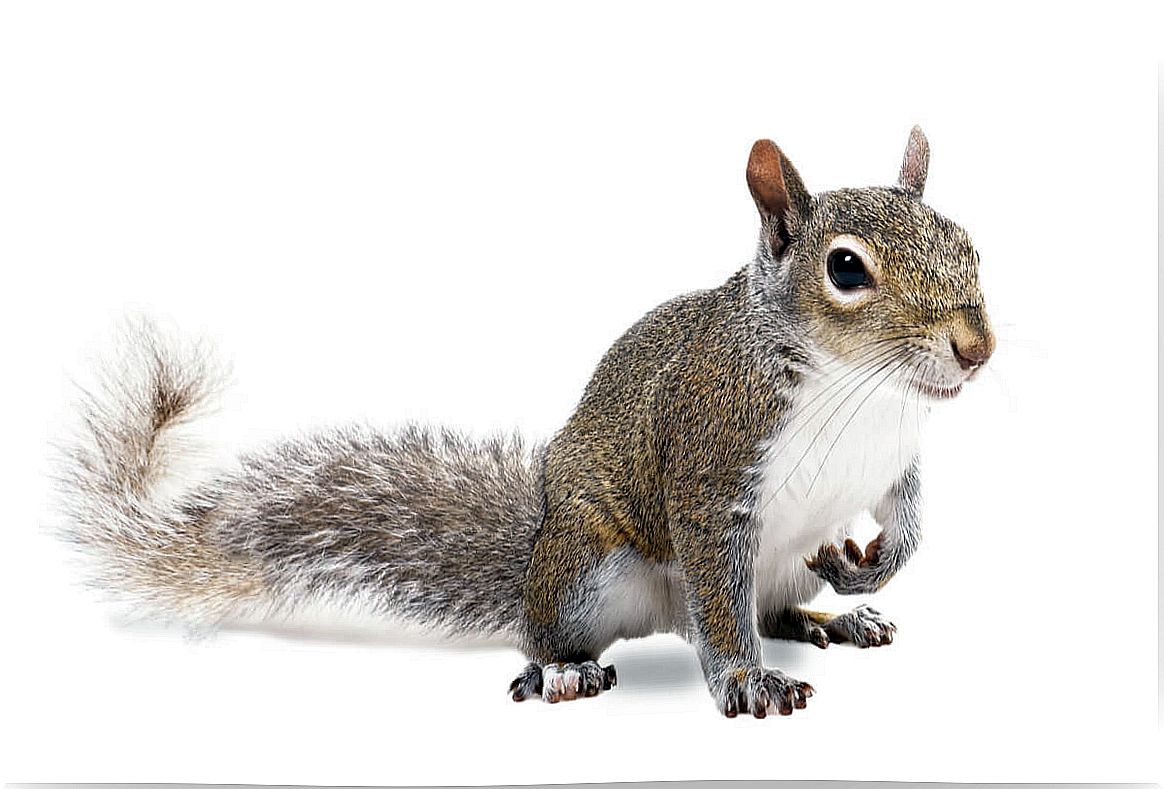 The curiosities of squirrels are multiple.