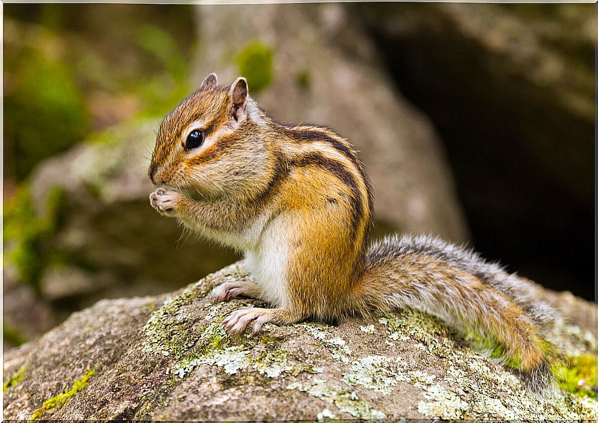 A Korean squirrel.