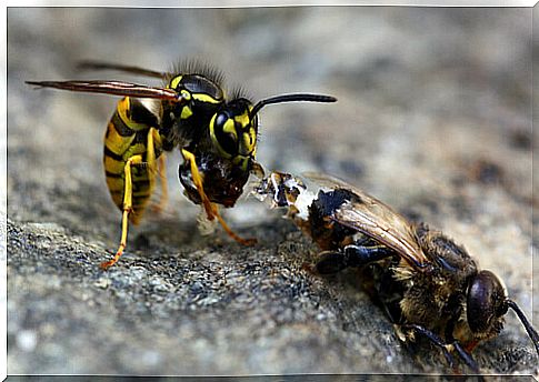 7 differences between bees and wasps