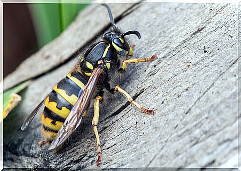 wasps