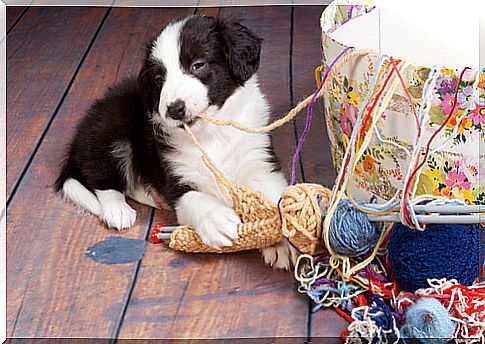 7 domestic accidents that can be dangerous for a dog