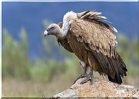 High mountain animals: vulture