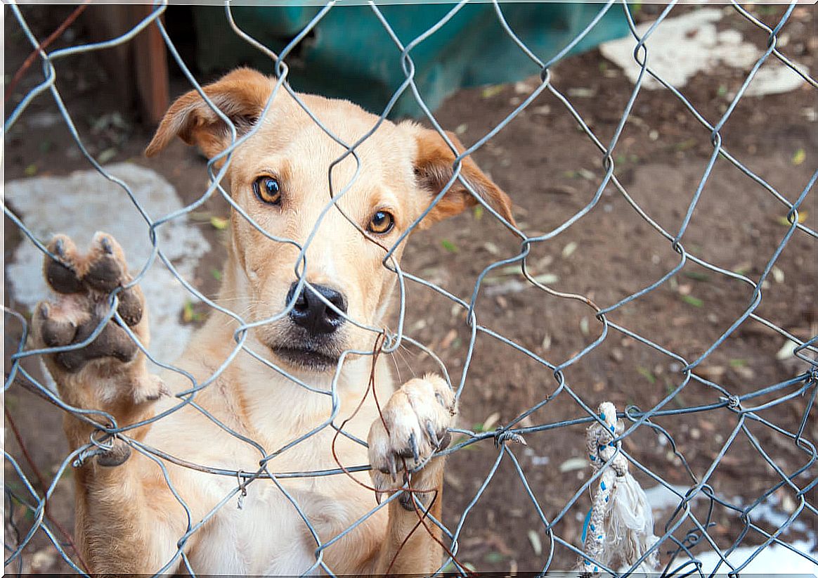 70% of dogs worldwide are homeless