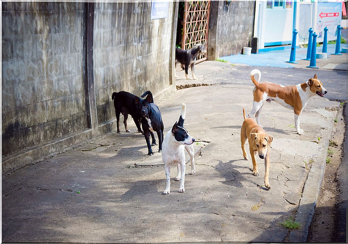 A group of stray dogs.