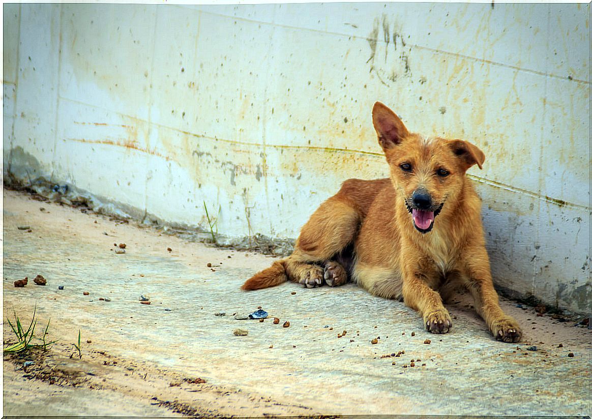 A stray dog.