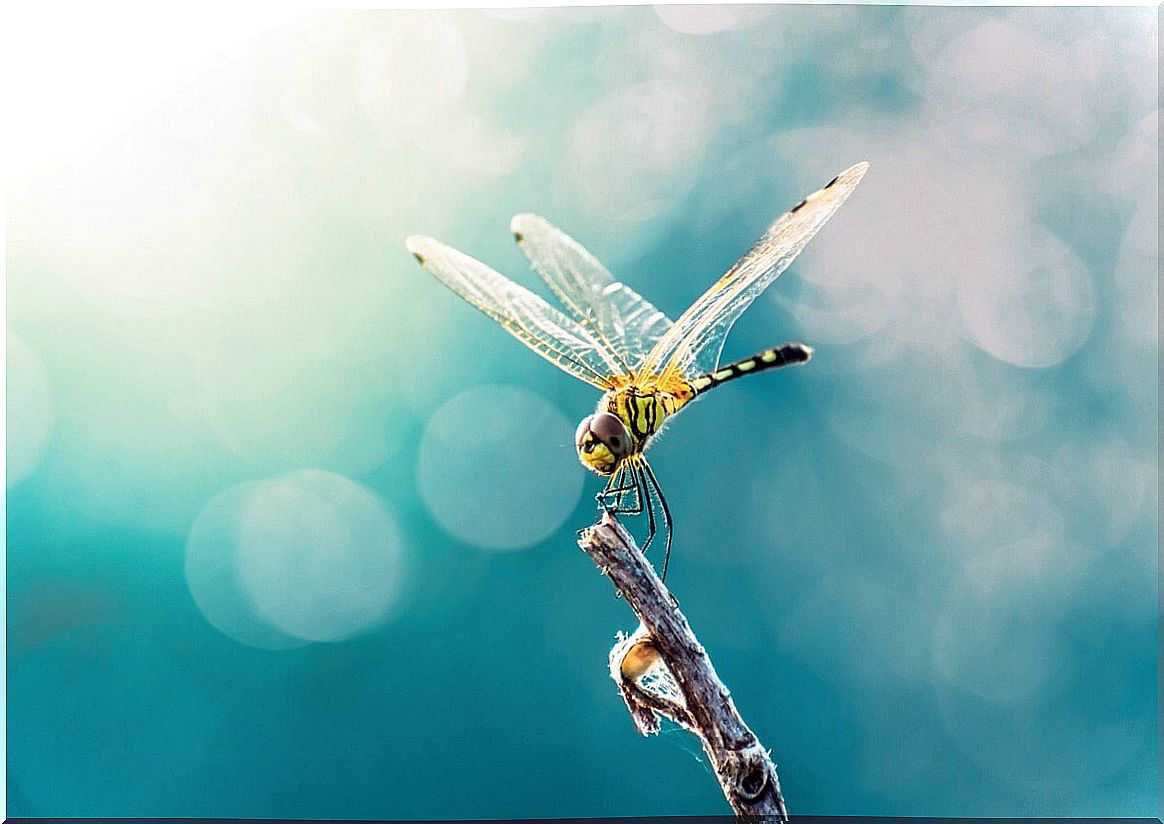 9 fun facts about dragonflies