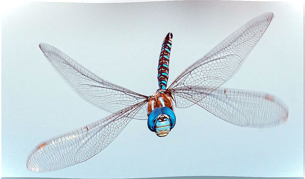 A dragonfly in flight.