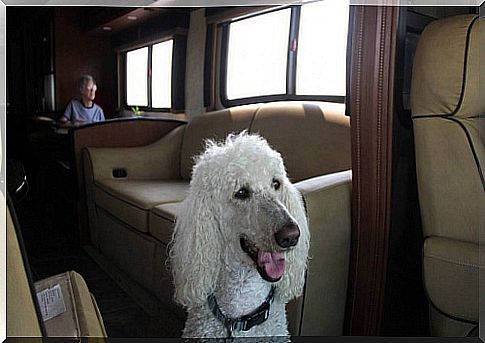 90-year-old woman travels with her dog in the US