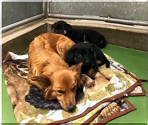 A dog escapes from a cage to comfort some puppies